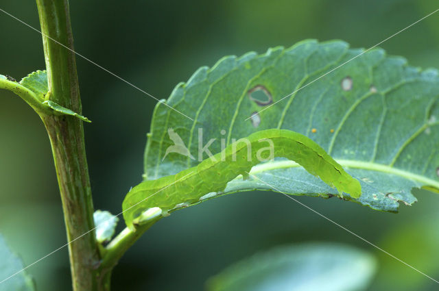 Roesje (Scoliopteryx libatrix)