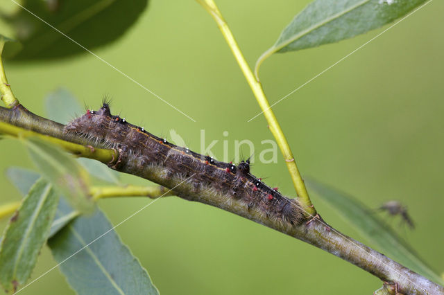 Roestbruine wapendrager (Clostera anastomosis)