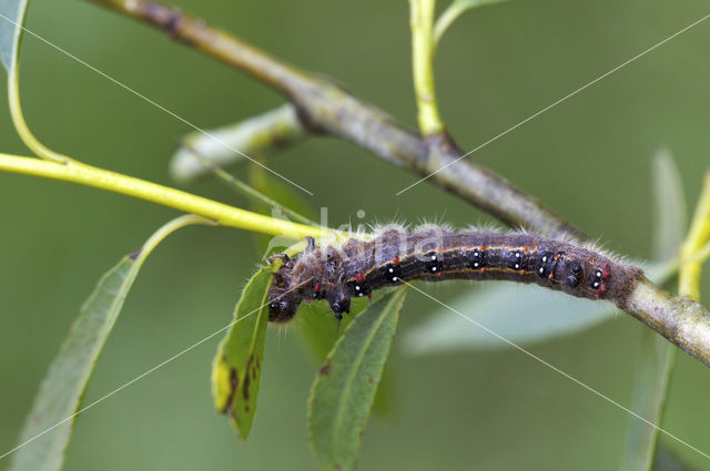 Clostera anastomosis