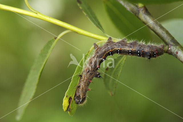 Roestbruine wapendrager (Clostera anastomosis)