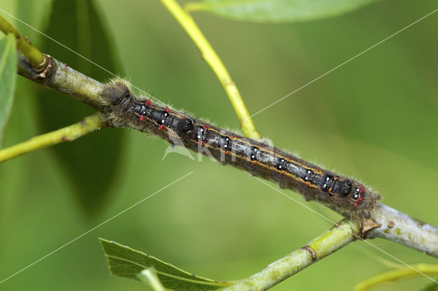 Roestbruine wapendrager (Clostera anastomosis)