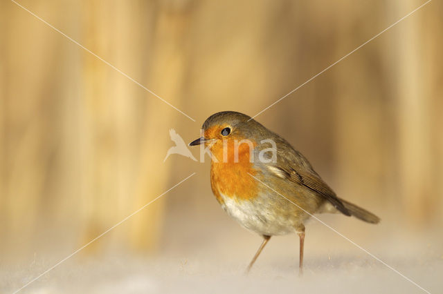European Robin (Erithacus rubecula)