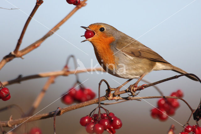 European Robin (Erithacus rubecula)