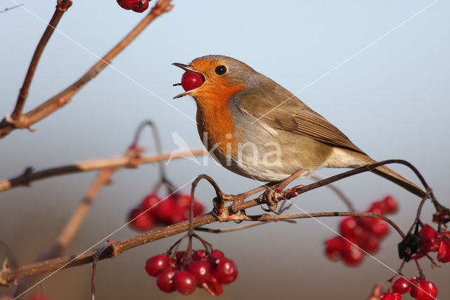 European Robin (Erithacus rubecula)
