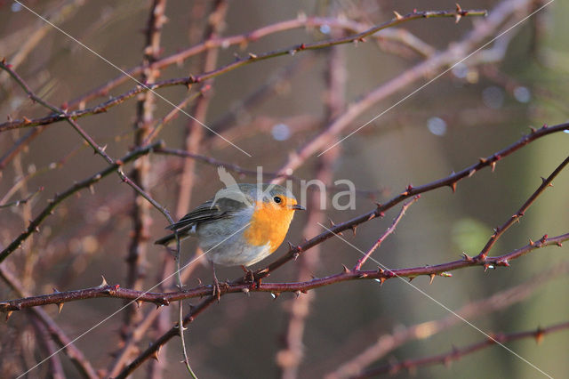 Roodborst