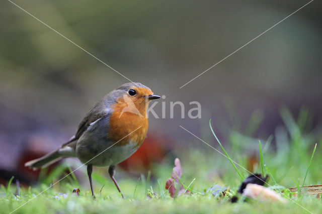 European Robin (Erithacus rubecula)