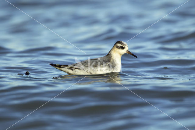 Red Phalarope (Phalaropus fulicarius)