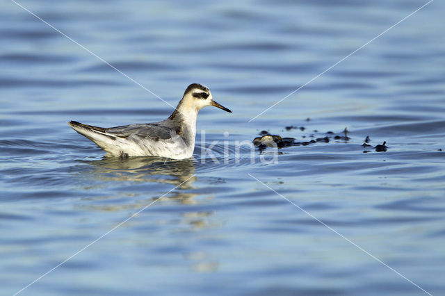 Red Phalarope (Phalaropus fulicarius)