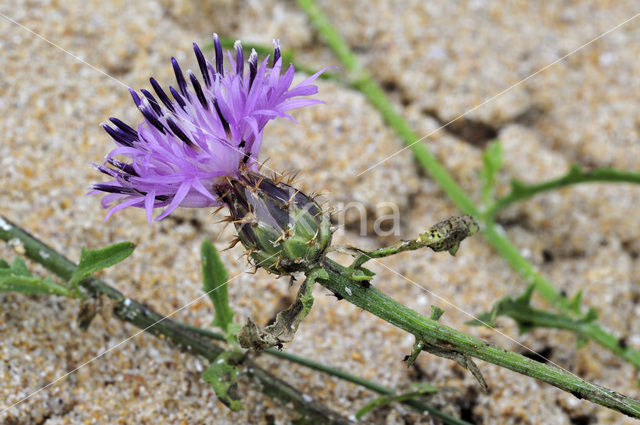 rough star-thistle (Centaurea aspera)