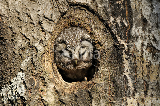 Boreal Owl (Aegolius funereus)