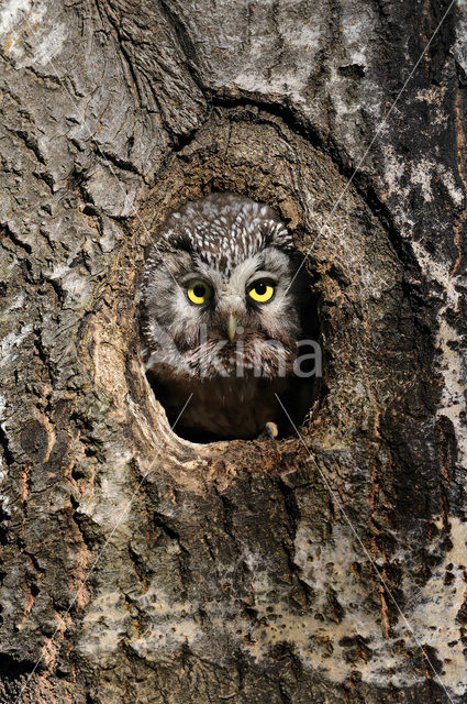 Boreal Owl (Aegolius funereus)