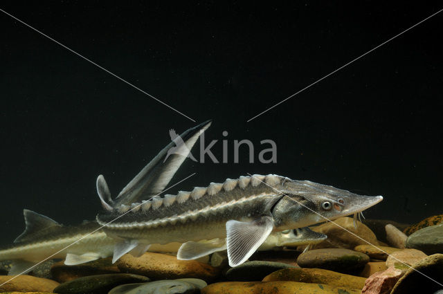 Russian sturgeon (Acipenser gueldenstaedtii)