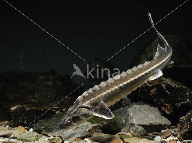 Russian sturgeon (Acipenser gueldenstaedtii)