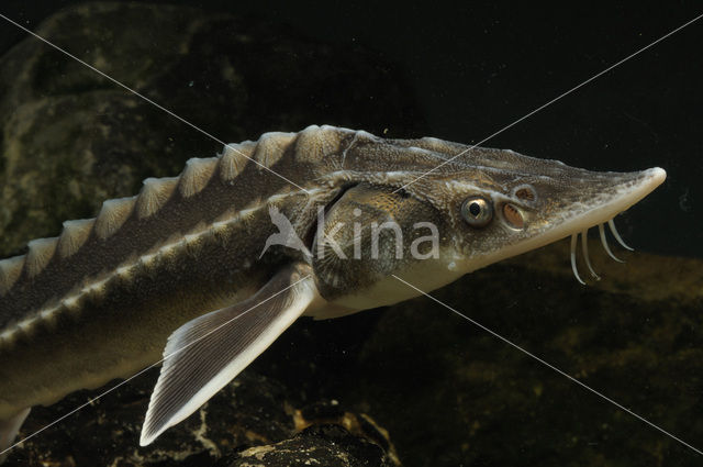 Russian sturgeon (Acipenser gueldenstaedtii)