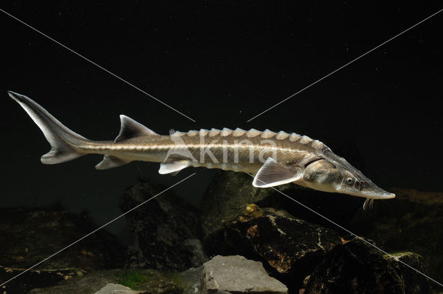 Russian sturgeon (Acipenser gueldenstaedtii)