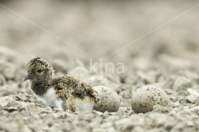 Oystercatcher (Haematopus ostralegus)