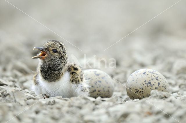 Oystercatcher (Haematopus ostralegus)