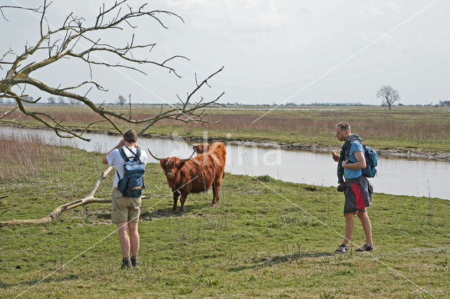 Highland Cow (Bos domesticus)