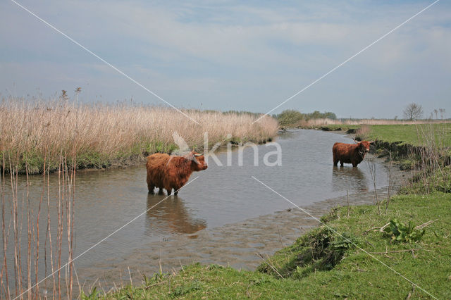 Highland Cow (Bos domesticus)