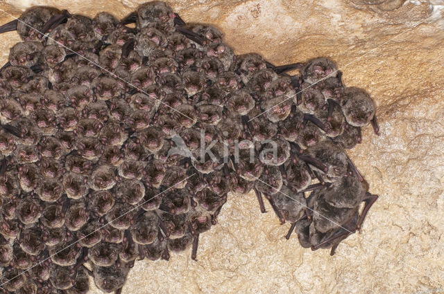 Schreibers’ vleermuis (Miniopterus schreibersii)