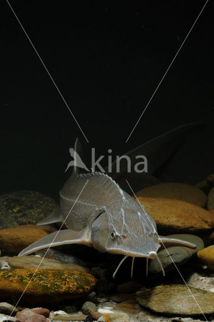 Siberian sturgeon (Acipenser baerii)