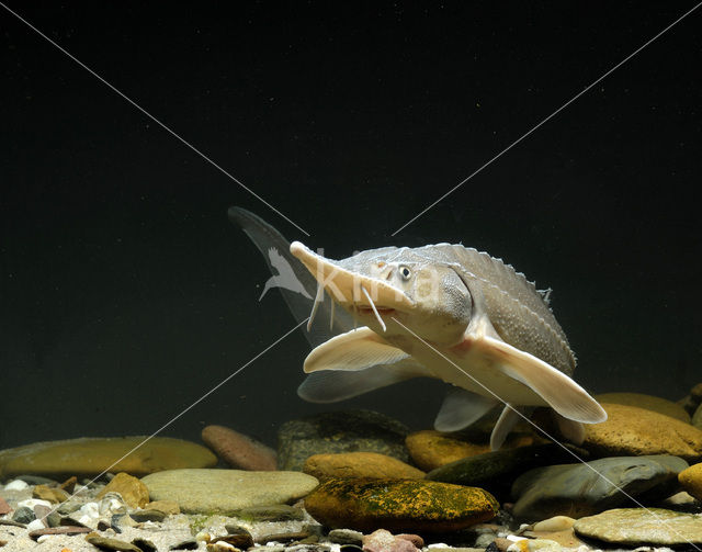 Siberian sturgeon (Acipenser baerii)