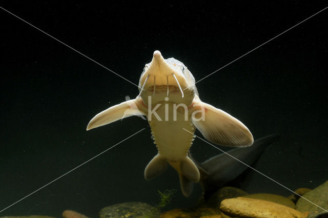 Siberian sturgeon (Acipenser baerii)