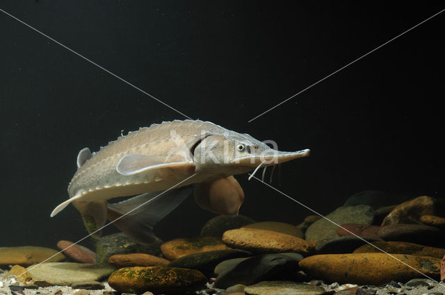 Siberian sturgeon (Acipenser baerii)