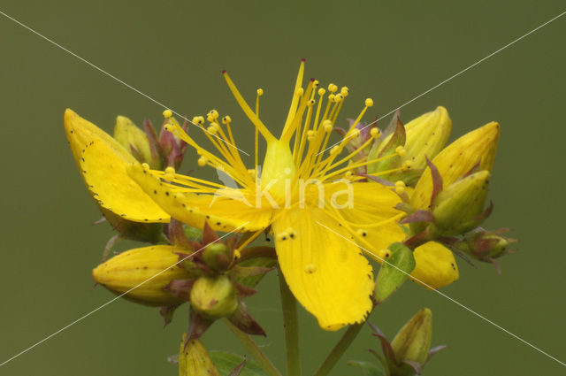 Sint-Janskruid (Hypericum perforatum)