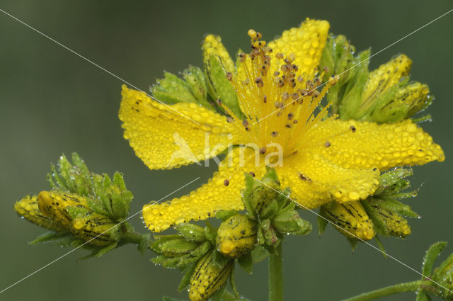 Sint-Janskruid (Hypericum perforatum)