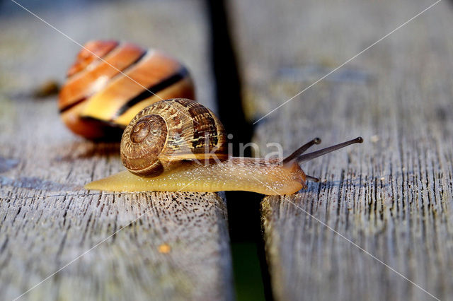 snail