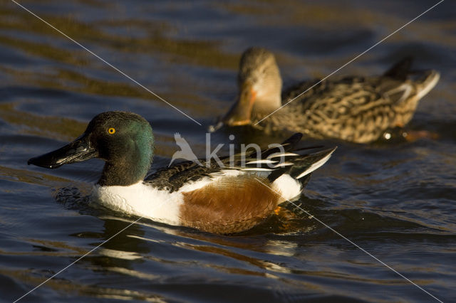 Slobeend (Anas clypeata)