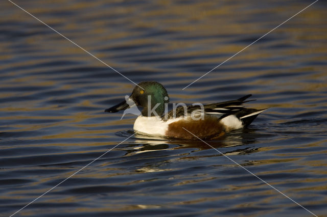 Slobeend (Anas clypeata)