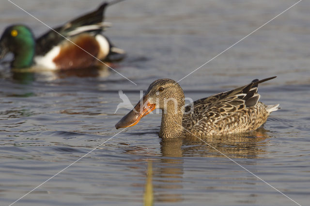 Slobeend (Anas clypeata)