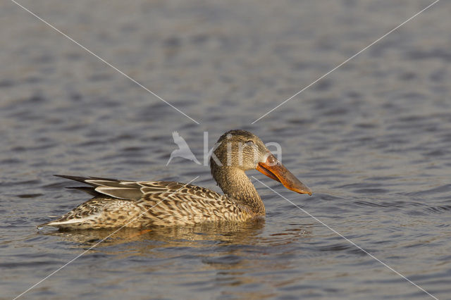 Slobeend (Anas clypeata)