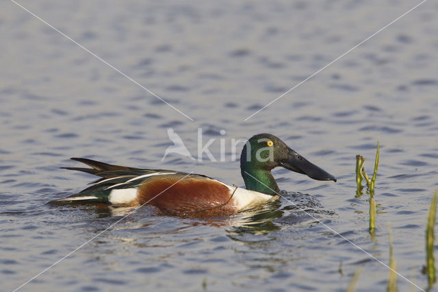 Slobeend (Anas clypeata)