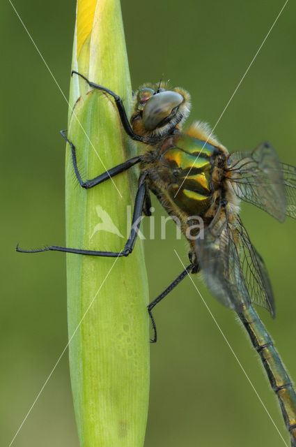 Downy Emerald (Cordulia aenea)