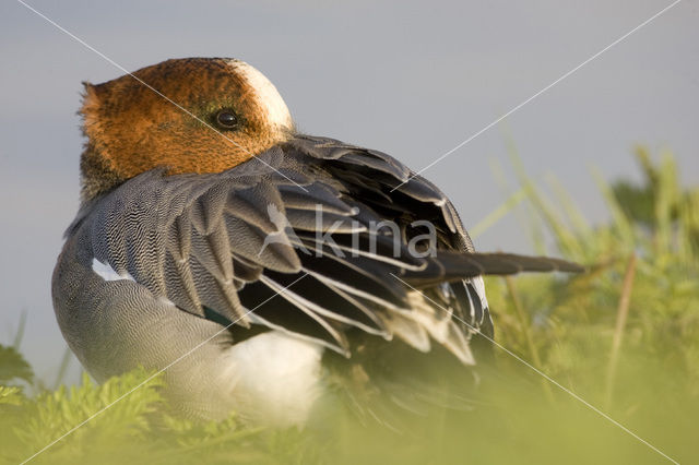 Wigeon (Anas penelope)