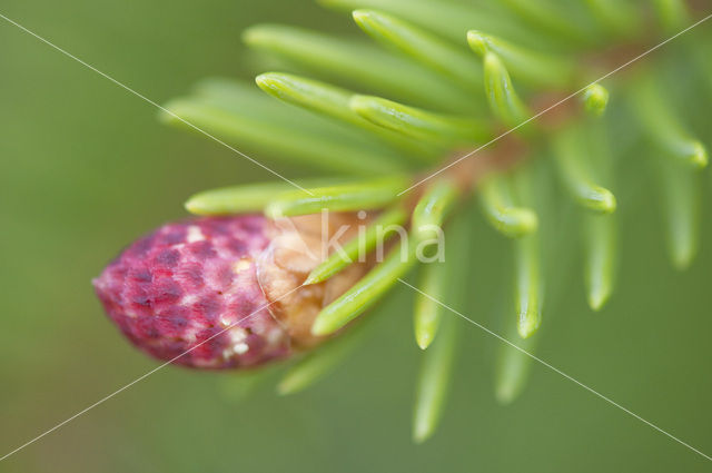 Spruce (Picea)