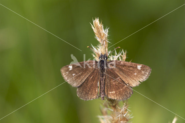 Spiegeldikkopje (Heteropterus morpheus)