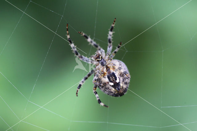 spider