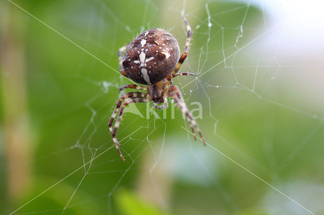 spider