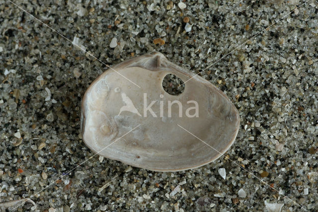 Spisula inaequilatera