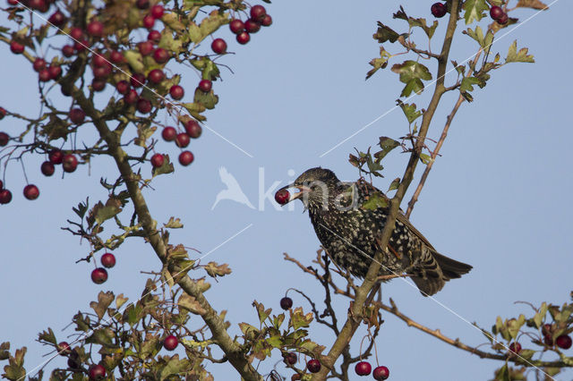 European Starling (Sturnus vulgaris)