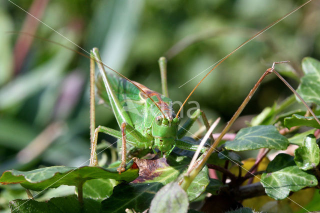 grasshopper (Oedipoda sp.)