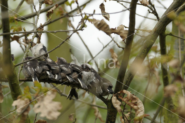 Staartmees (Aegithalos caudatus)