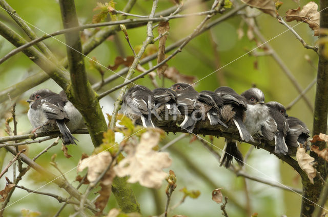 Staartmees (Aegithalos caudatus)