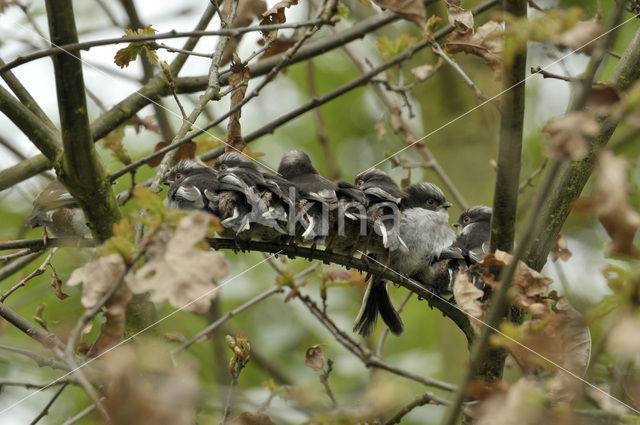 Staartmees (Aegithalos caudatus)