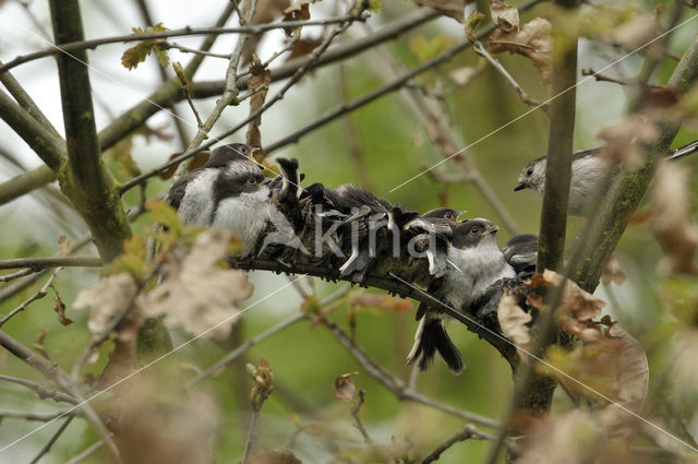 Staartmees (Aegithalos caudatus)