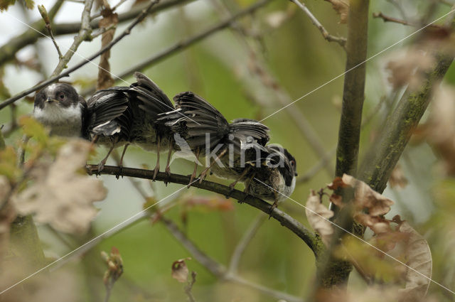 Staartmees (Aegithalos caudatus)